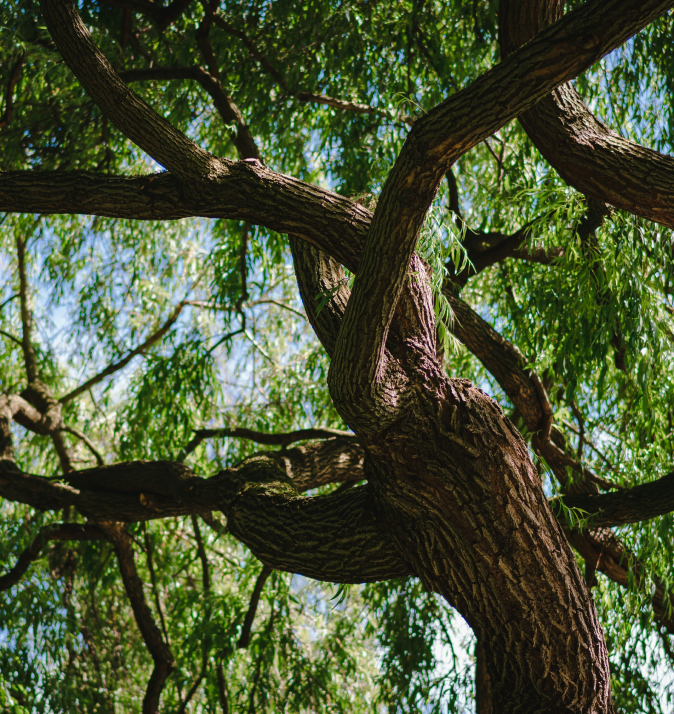 manuel-keller-WOw9QYDCfLI-unsplash 1.png~bak